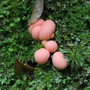 Close-up of pink slime mold surrounded by lush green moss in a forest setting.