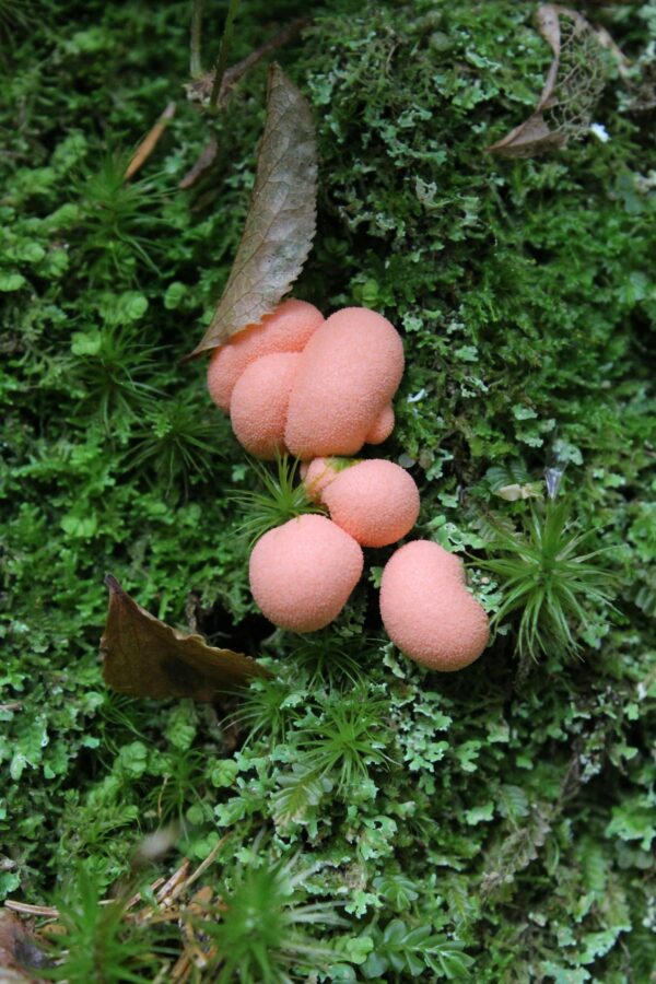 Close-up of pink slime mold surrounded by lush green moss in a forest setting.